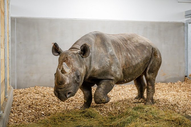 V safari parku se stěhovalo pět nosorožců do nového pavilonu