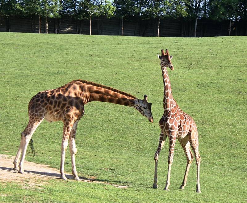 ŽIRAFÍ SAMCI Mick a Bazyl v královédvorské zoologické zahradě nově obývají safari Serengeti. Lidé se okolo nich mohou projíždět i ve vlastních automobilech.