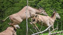 Safari Park Dvůr Králové 2018