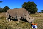 Rhinocéros Soudan en Afrique