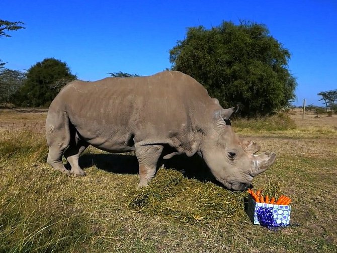 Nosorožec Sudán v Africe