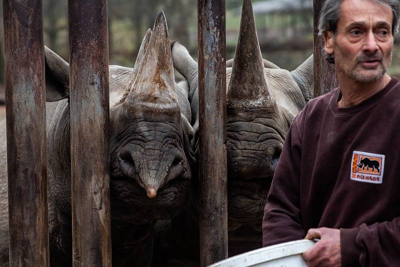 Dvorský Safari park chystá přesun pěti nosorožců z Evropy do Afriky.