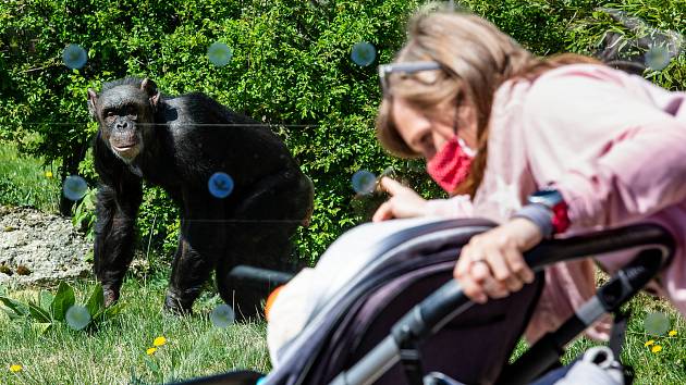 Safari Park Dvůr Králové nad Labem se otevřel v pondělí 27. dubna návštěvníkům. První den přišlo do areálu 410 lidí.