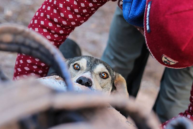 Musher Jiří Vondrák trénuje se svojí psí smečkou.