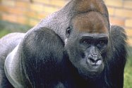 Gorilí samec Tadao uhynul v Safari Parku Dvůr Králové.