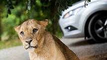 Zoo ve Dvoře Králové - safari.