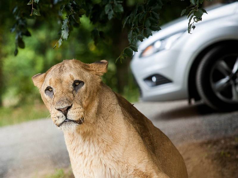 Zoo ve Dvoře Králové - safari.