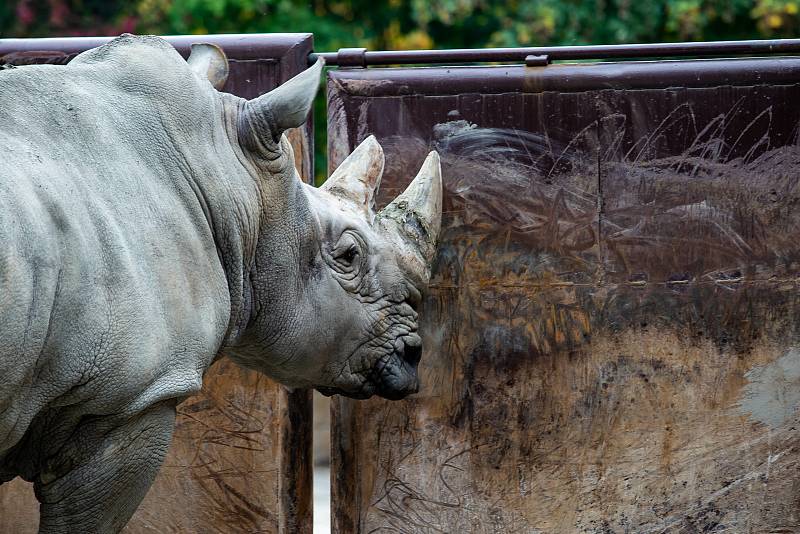 Safari Park Dvůr Králové získal z Německa na posílení chovu nosorožců bílých jižních osmadvacetiletého samce jménem Kusini.