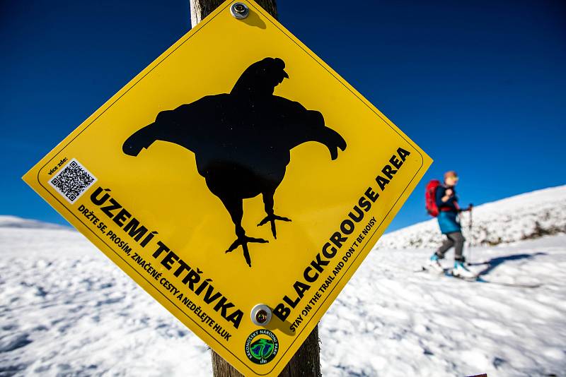 Turisty, běžkaře a hlavně skialpinisty upozornuňují na hřebenech Krkonoš cedule na výskyt tetřívka. V první zóně národního parku je zakázán vstup mimo vyznačené cesty.