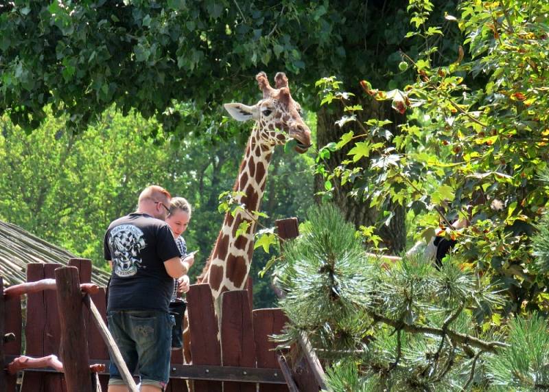 Africké dny v Safari parku Dvůr Králové nad Labem.