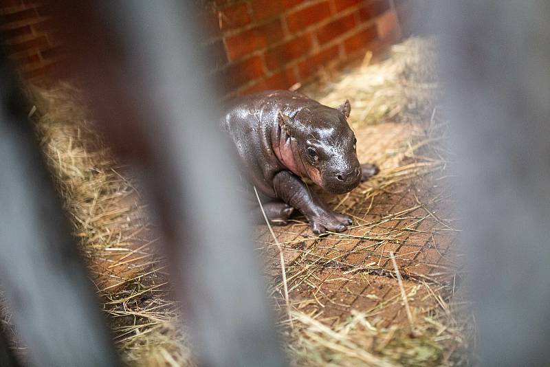 V zázemí zavřeného Safari Parku Dvůr Králové přišlo na svět mládě ohroženého hrošíka liberijského. Jde o samce, o kterého matka bez problémů pečuje. Návštěvníkům se ukáže na jaře.