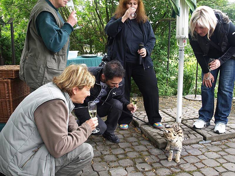 křtiny servala v královédvorské zoo, kmotrem byl Vlasta Horváth