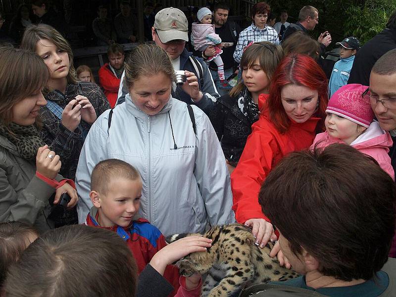 křtiny servala v královédvorské zoo, kmotrem byl Vlasta Horváth