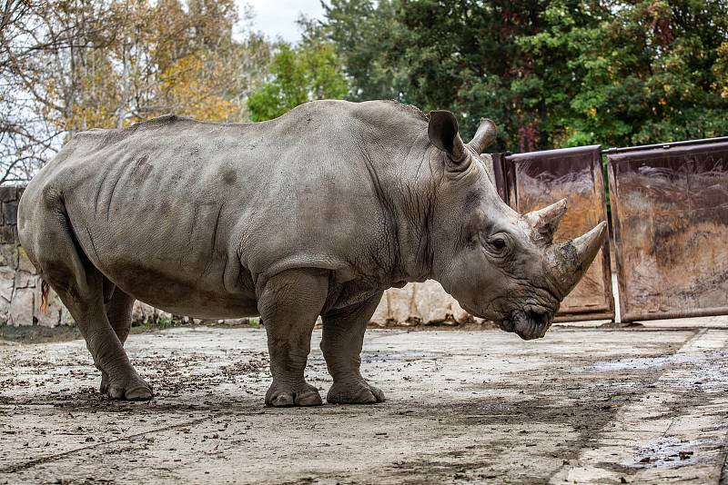 Safari Park Dvůr Králové získal z Německa na posílení chovu nosorožců bílých jižních osmadvacetiletého samce jménem Kusini.