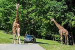 Veliký zájem je ve Dvoře Králové o cestování vozy v safari. Vlastních aut projelo v bezprostřední blízkosti afrických zvířat v červenci 7179.