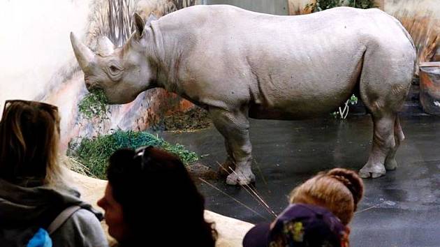V zoo se lidé dostanou k nosorožcům na dosah ruky
