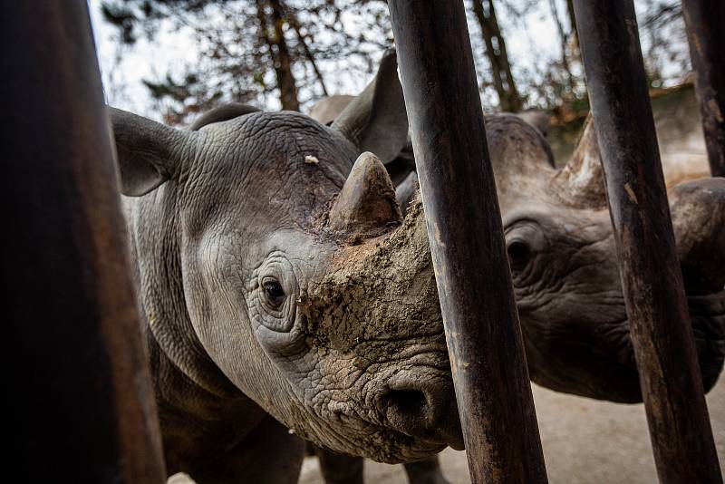 Dvorský Safari park chystá přesun pěti nosorožců z Evropy do Afriky.