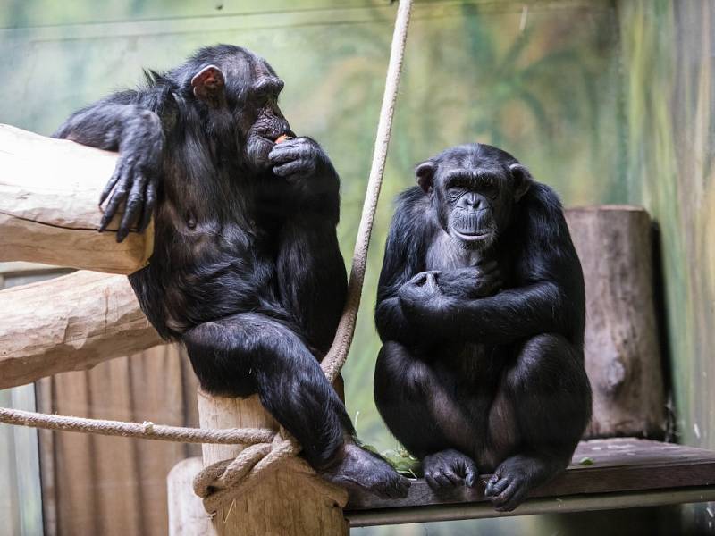 V ZOO denně připravují jídelníčky pro téměř 300 druhů zvířat