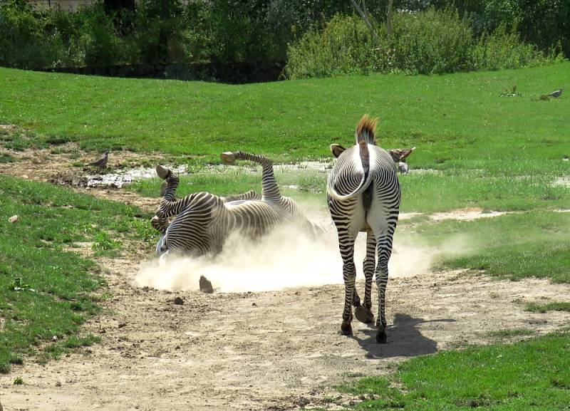 Africké dny v Safari parku Dvůr Králové nad Labem.