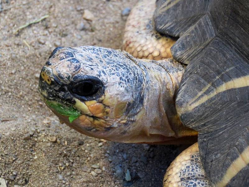 Africké dny v Safari parku Dvůr Králové nad Labem.