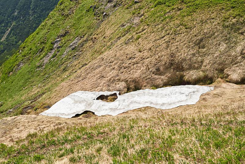 Krkonošská příroda, nafocená 1. července 2019.