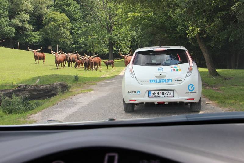 ELEKTROMOBILEM NA SAFARI. Mezi volně pobíhající zvířata se mohou návštěvníci Zoo Dvůr Králové nově vydat také v zapůjčených elektromobilech.