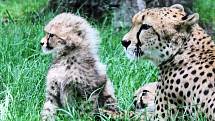 Mladí gepardi vyběhli mezi návštěvníky zoo