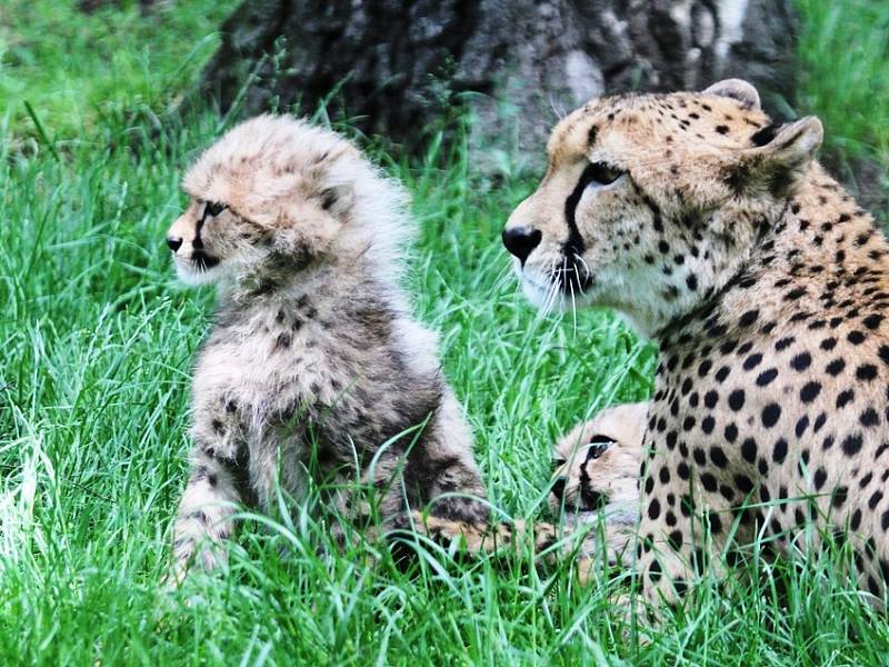 Mladí gepardi vyběhli mezi návštěvníky zoo