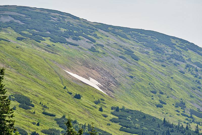 Krkonošská příroda, nafocená 1. července 2019.