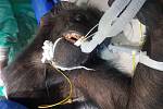 Šimpanzí samice Chispi po náročné operaci ochrnula, úspěšně ale rehabilituje.