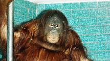 Nová orangutanice Satu v královédvorské zoo - sedí ve expozici