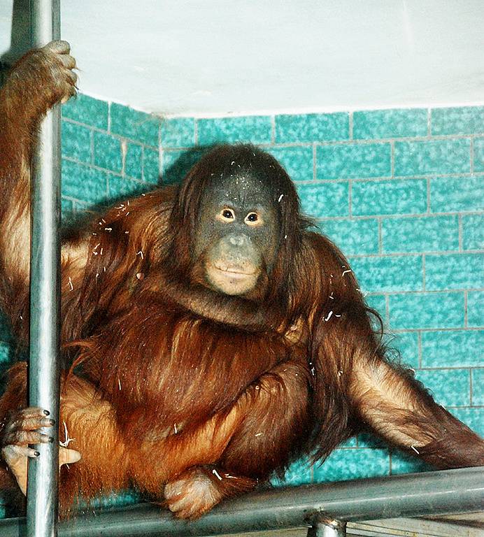 Nová orangutanice Satu v královédvorské zoo - sedí ve expozici