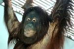 Nová orangutanice Satu v královédvorské zoo - visí v expozici