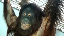 Nová orangutanice Satu v královédvorské zoo - visí v expozici