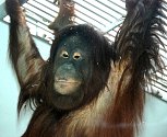 Nová orangutanice Satu v královédvorské zoo - visí v expozici