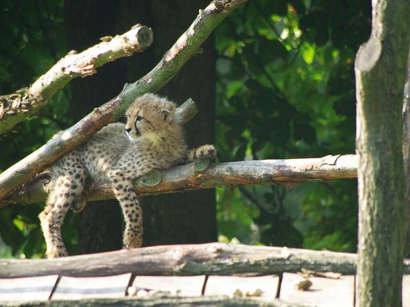 Zoologickou zahradu ve Dvoře Králové navštívil Klub vozíčkářů Trutnov už potřetí. 