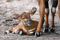 Narodilo se mládě kriticky ohroženého bonga horského. Jde o první přírůstek u druhu, který safari park podporuje i v Africe, po osmi letech