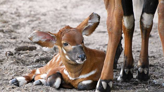 Narodilo se mládě kriticky ohroženého bonga horského. Jde o první přírůstek u druhu, který safari park podporuje i v Africe, po osmi letech