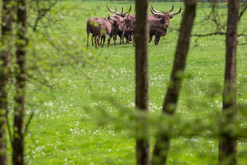 Safari Park Dvůr Králové 2018