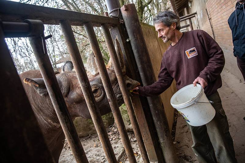 Dvorský Safari park chystá přesun pěti nosorožců z Evropy do Afriky.