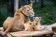 Ve výběhu lvů ve dvorském safari parku začalo být velmi rušno. Před několika dny se tam poprvé vydala dvě osmitýdenní koťata lvů berberských. Ta se v safari parku narodila po třicetileté přestávce.