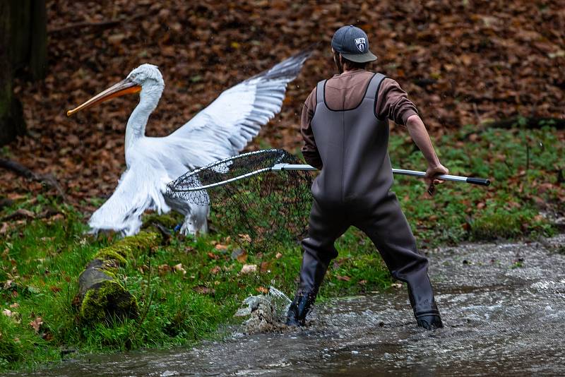 Odchyt pelikánů v safari v zoo Dvůr Králové nad Labem.