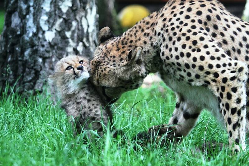 Mladí gepardi vyběhli mezi návštěvníky zoo