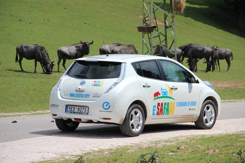 ELEKTROMOBILEM NA SAFARI. Mezi volně pobíhající zvířata se mohou návštěvníci Zoo Dvůr Králové nově vydat také v zapůjčených elektromobilech.