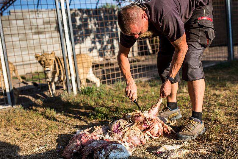 Nejpozoruhodnějším místem je středověký hrad v Černé Vodě u Žacléře, který si tam postavil Martin Zeman. Jeho hrad není veřejně přístupný, nicméně občas tam nějaké návštěvy zabrousí. Pumu, lva, lvice a nově i tygra chová soukromý majitel.