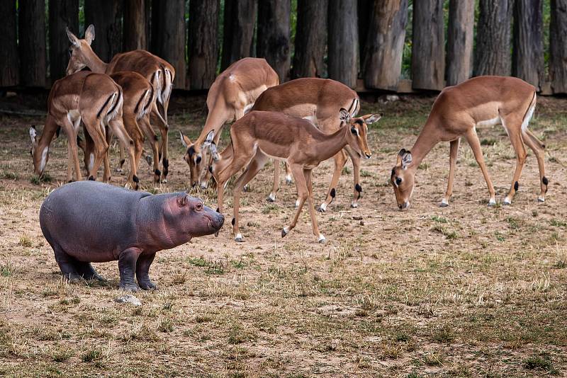 Až do konce hlavní sezony můžete během procházky v pěším safari vidět venku dvě dospělé samice Hulu a Monu, samce Mika a půlroční mládě.