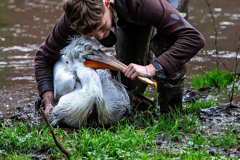 Odchyt pelikánů v safari v zoo Dvůr Králové nad Labem.