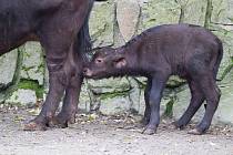 Buvol kaferský je prvním mládětem, které se v roce 2021 narodilo v Safari Parku Dvůr Králové.