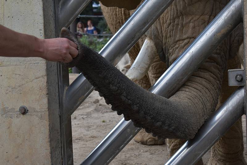 Zoolog Safari Parku Dvůr Králové Jiří Hrubý při krmení slonů.