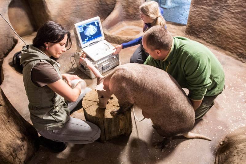 Skyla je v naději. A s ní i královédvorská ZOO